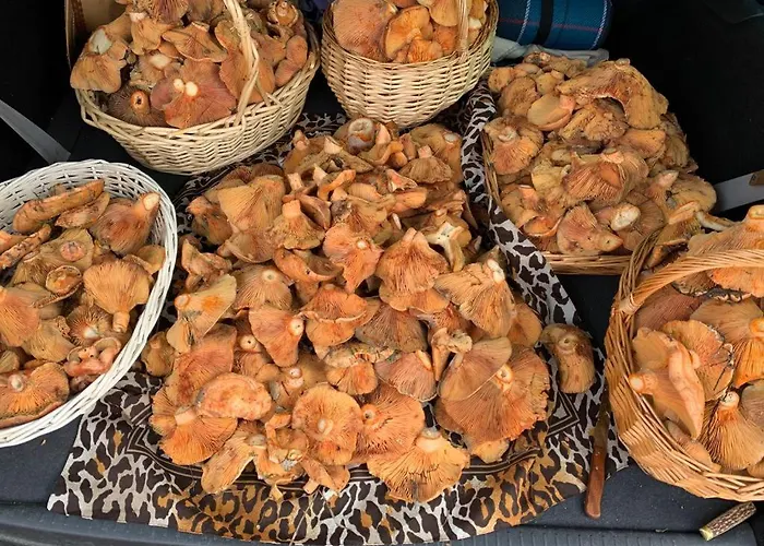 펜션 La Traviesa De La Demanda Cabezon de la Sierra